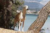 WHIPPET 048